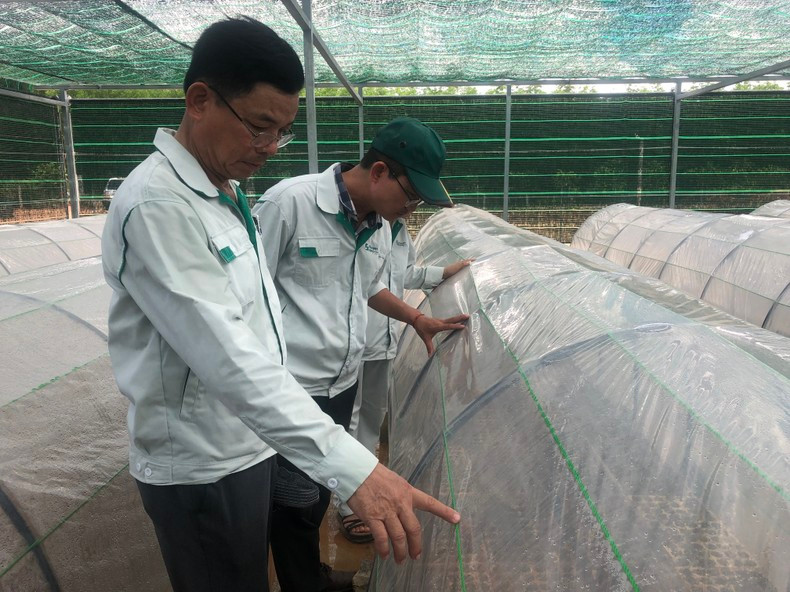 Checking the growth and development of hybrid acacia trees at Long Thanh Nursery, Vinh Ha Commune, Vinh Linh District, Quang Tri Province.
