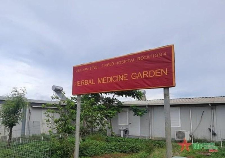 Level 2 Field Hospital No. 4 has built a garden of Vietnamese traditional medicinal herbs.