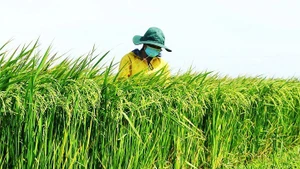 Developing green value chains is an inevitable trend in modern agricultural transformation. (Photo: nhandan.vn)