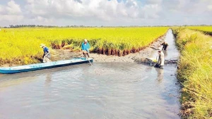 Shrimp farming and rice cultivation model in Phuoc Long Commune, Ca Mau Province, yields high and sustainable economic effectiveness. (Photo: NDO)