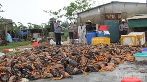 In Nghe An Province, nearly 400,000 poultry died due to flooding. (Photo: NDO)