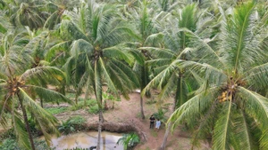 Coconut trees are facing many challenges in development (Photo: NDO)