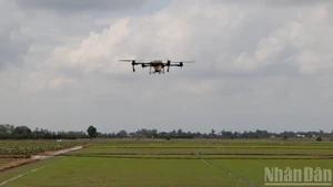 Farmers in An Giang Province apply drone irrigation technology. (Photo: NDO)