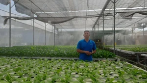 Tuan Ngoc Agricultural Cooperative pioneers the application of information technology in hydroponic vegetable cultivation. (Photo: NDO)