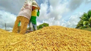 A farmer at work during rice harvest season in the Mekong Delta. (Photo: VNA)