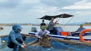 It is essential to strictly control environmental treatment products in aquaculture. (Photo: nhandan.vn)
