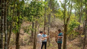 A plantation of Aquilaria trees with investment from Khanh Hoa Agarwood Company, with each tree monitored using AI-enabled chips. (Photo: nhandan.vn)