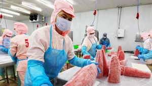 Pre-processing tuna products for export at the factory of Ba Hai Joint Stock Company in Phu Yen Province. (Photo: VNA)