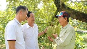 Le Van Sau (right) shares techniques for growing durians (Photo: nhandan.vn)