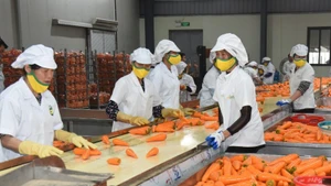 The fruit and vegetable exports are expected to hit 8 billion USD in 2025 (Photo: NDO)