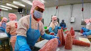 Workers process tuna for export at the Ba Hai JSC factory in Dak Lak province. (VNA file photo)