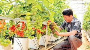 Applying advanced, water-saving irrigation brings high production efficiency in Lam Dong Province. (Photo: MAI VAN BAO/NDO)