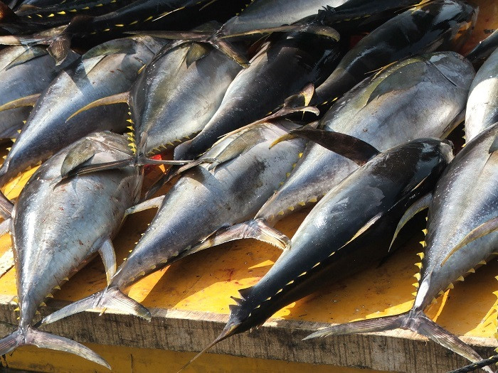 The Philippine Statistics Authority said ocean fishing accounted for the largest share of 33.9 percent of the total ocean in the Philippines.