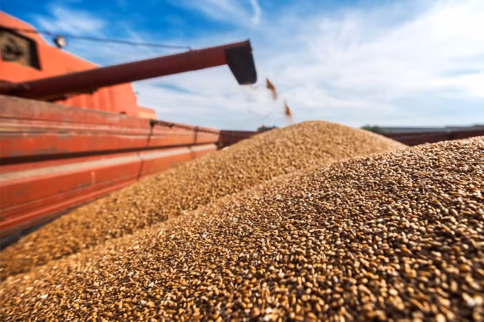Ukraine has harvested about 56.6 million tons of grain, oilseeds and industrial crops since this year's harvesting campaign began, the country's agriculture and food ministry said on Friday.
