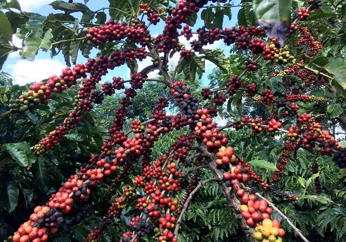 Myanmar has planned to export about 2,000 tons of coffee during the 2024-25 fiscal year, the official television channel MRTV, citing the Myanmar Coffee Association, reported on Friday.