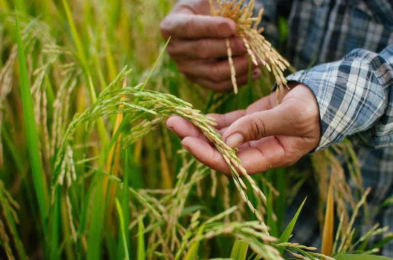Myanmar aims to plant 700,000 acres of rain-fed paddy with 140 billion kyats (about 66.6 million USD) of state economic promotion fund in the 2024-25 fiscal year (FY), according to the state-run Myanmar Radio and Television (MRTV).
