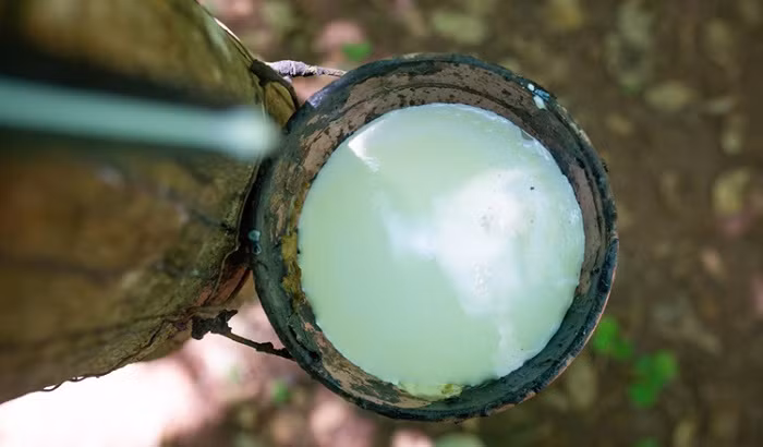 Cambodia earned 148 million USD in revenue from exports of natural rubber latex in the first four months of 2025, up 18 percent from 125 million dollars in the same period last year, said an official report on Wednesday.