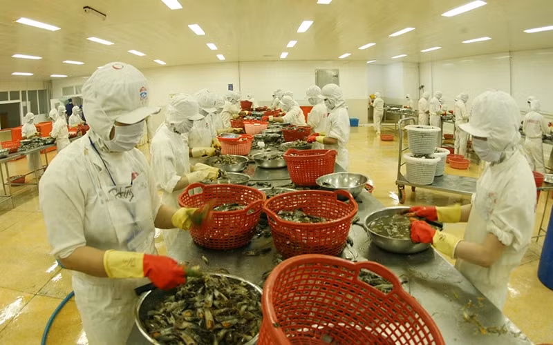 Seafood processing for export at Kien Cuong Seafood Processing Import-Export JSC, Kien Giang Province. (Photo TRAN TUAN)
