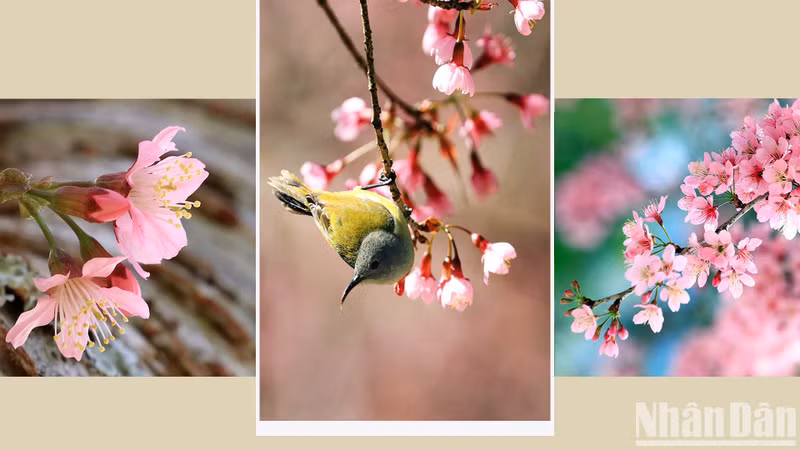 [In Pictures] Da Lat in Mai anh dao blooming season
