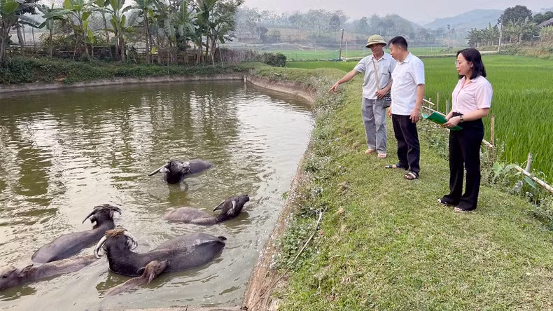 Ha Huu Mao from Ngoa Hamlet, Xuan Quang Commune, Chiem Hoa District, receives funding for a herd of breeding buffaloes through a loan under Resolution 03.