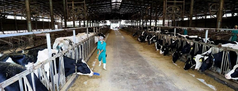 A dairy farm of Vietnam Dairy Products Joint Stock Company (Vinamilk) in Tay Ninh Province. (Photo: VNA)