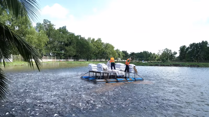 The Mekong Delta benefits from natural advantages like a dense canal system and fertile soil, making it suitable for aquaculture, rice cultivation, and fruit production. 