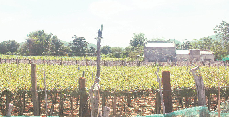 Lush green vineyards in Thai An Grape Village.