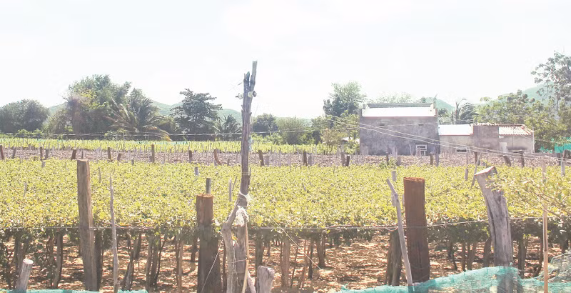 Lush green vineyards in Thai An Grape Village.