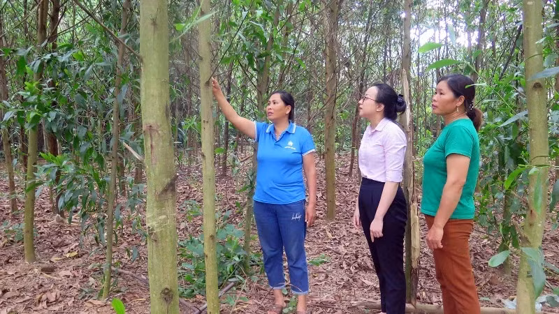 The family of Nong Thi Hang from Phuc Hung Hamlet, Luong Thien Commune, receives a loan of 100 million VND from the Social Policy Bank’s transaction office in Son Duong District for the cultivation of acacia trees. 