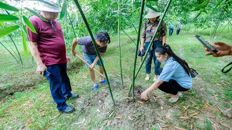 The model of growing bamboo shoots according to clean production practices in Tan Yen District, Bac Giang Province. (Photo: Do Tuan)