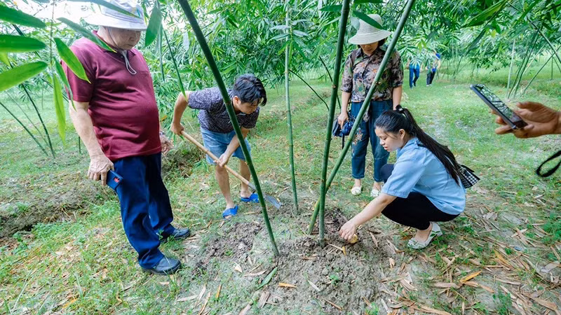 The model of growing bamboo shoots according to clean production practices in Tan Yen District, Bac Giang Province. (Photo: Do Tuan)