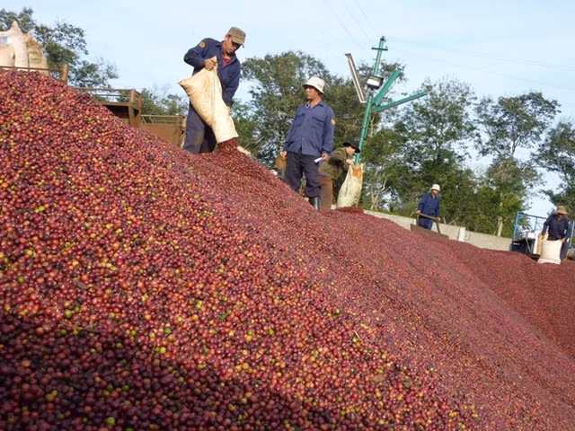 In the last days of the Year of the Cat, the average coffee price in the Central Highland provinces continued to increase compared to the previous week (Illustrative image)