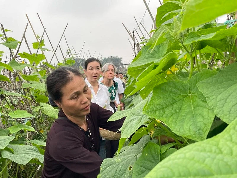 Tourists experience farming work in Long Bien, Hanoi.