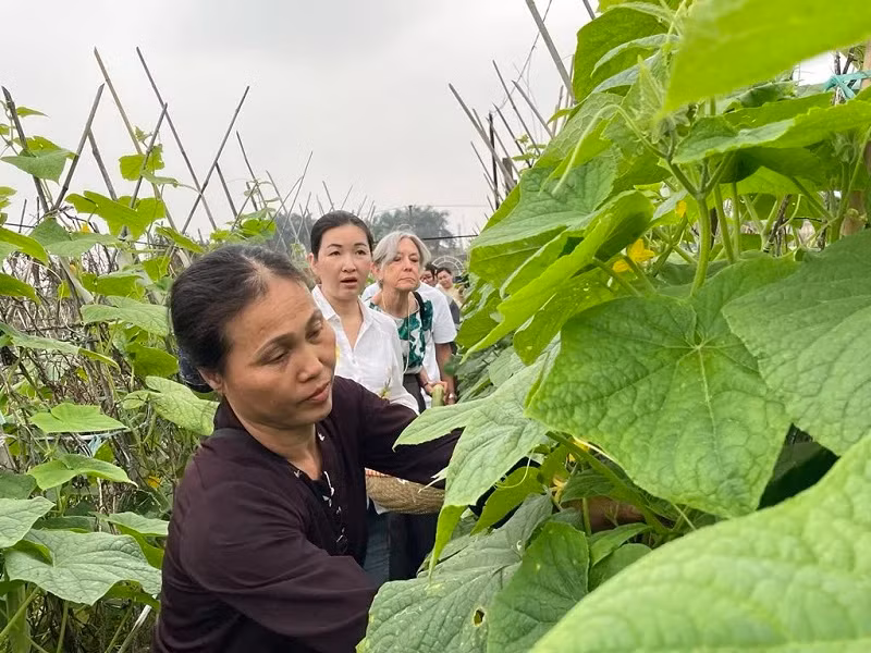 Tourists experience farming work in Long Bien, Hanoi.