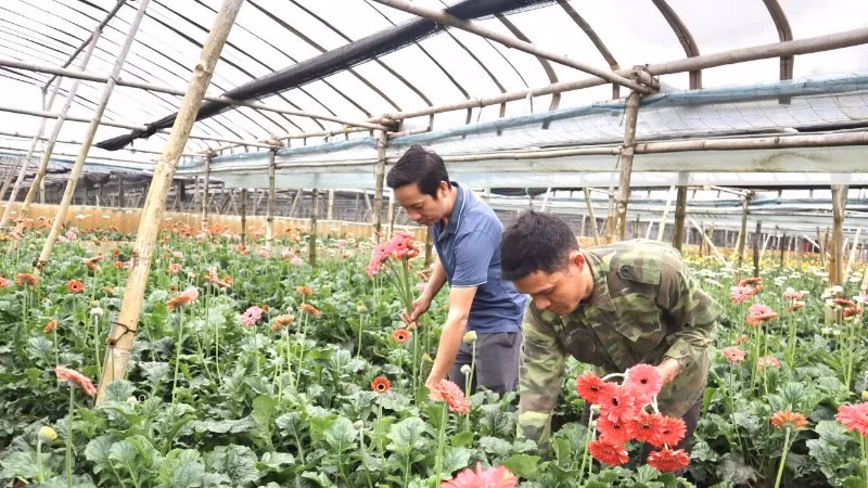 OCOP product of gerbera flowers of Dong Thap Commune, Dan Phuong District, Hanoi.