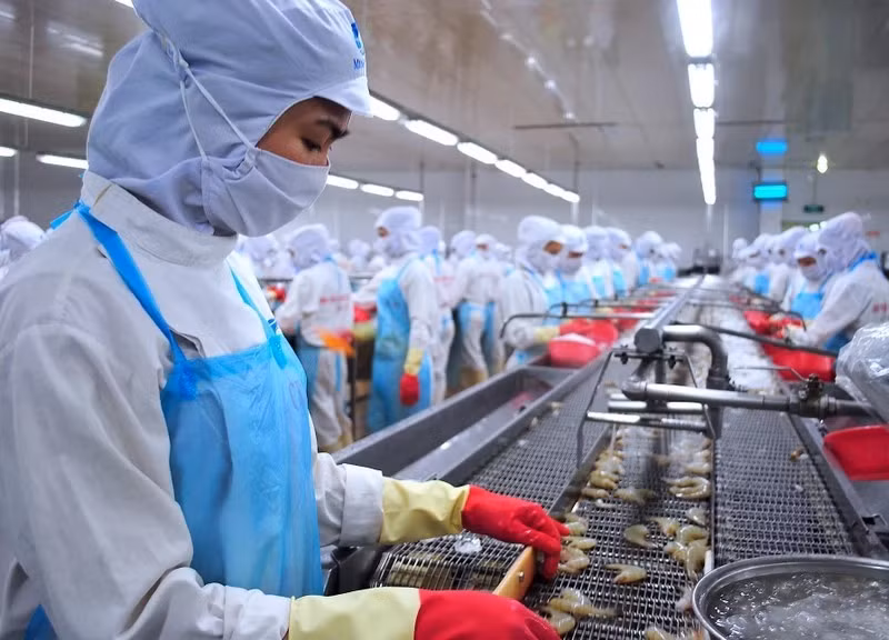 Ca Mau shrimp processed for export. (Photo: HUU TUNG)