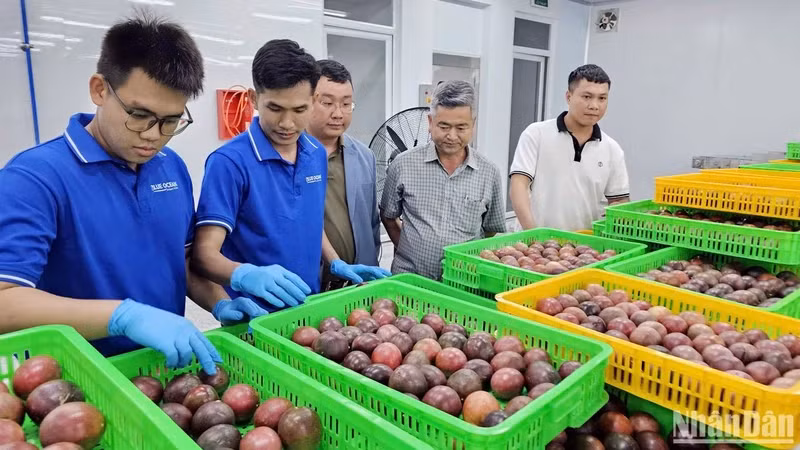 Passion fruit is carefully selected to ensure export standards to the Australian market.