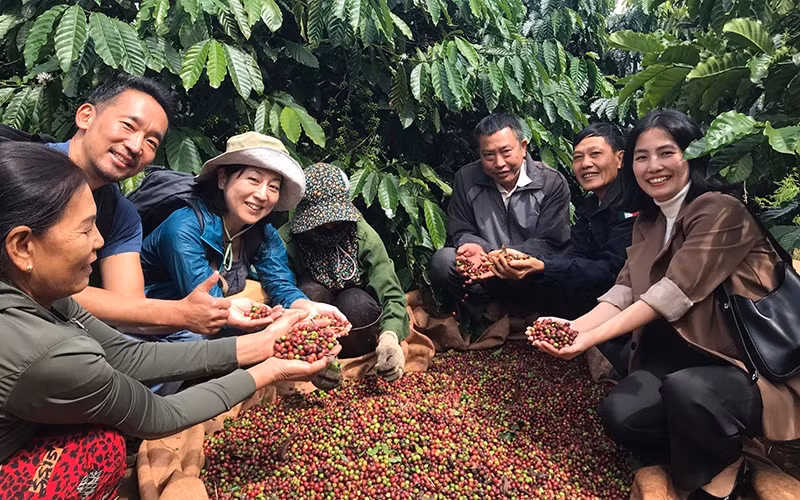 Harvesting at the sustainable coffee growing area of ​​Dak Lak 2-9 Import Export Company Limited. (Photo: MINH THU)