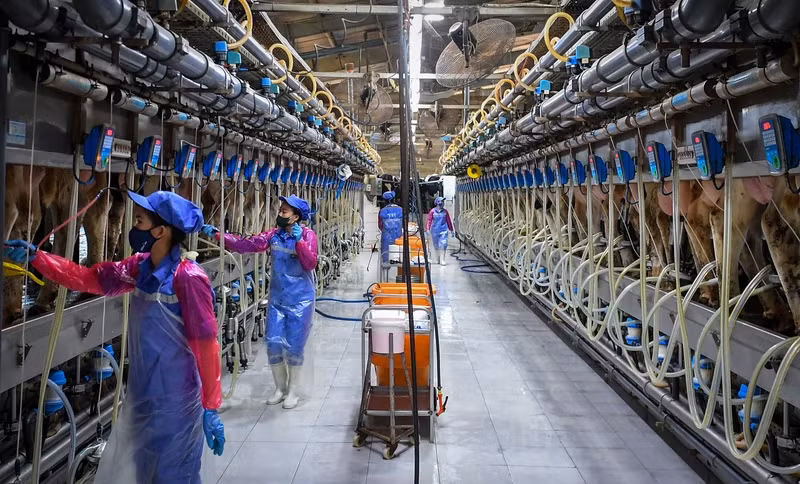 Three solutions for livestock industry to maintain growth momentum