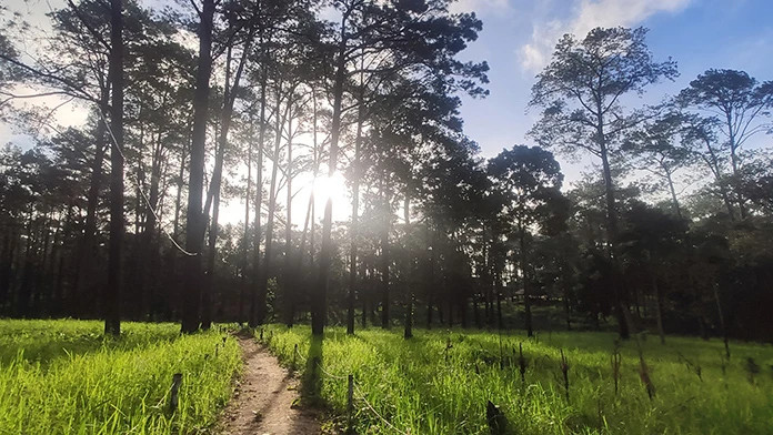 Pine forest on Kirirom Mountain in Kampong Speu Province. (Illustration photo: Nguyen Hiep)