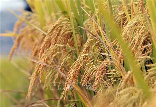 Illustrative photo (Photo: VNA)