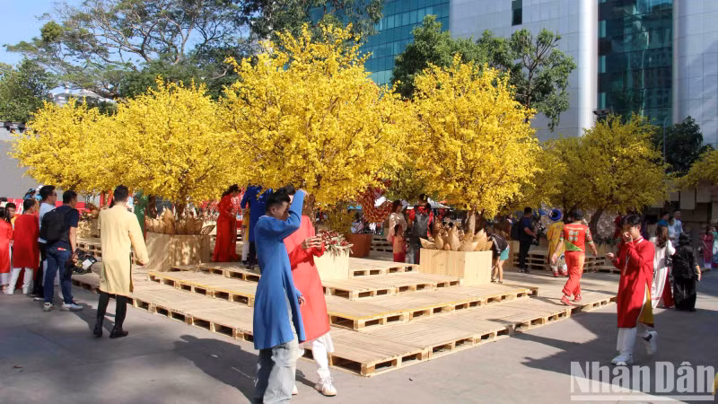 On January 24, hundreds of yellow apricot branches over 2 meters high were decorated inside the campus and along Pham Ngoc Thach Street (District 1, Ho Chi Minh City). This is a characteristic feature of the Vietnamese Tet Festival 2024 at the Youth Cultural House, maintained for nearly 17 years.