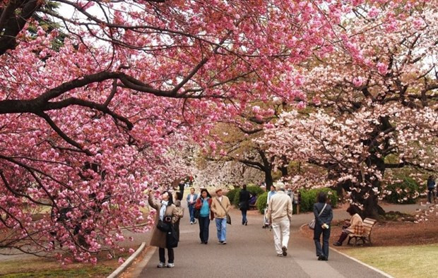 The number of Vietnamese visitors to Japan in 2023 reached a new record of 573,900 (Photo: hanoimoi.vn)