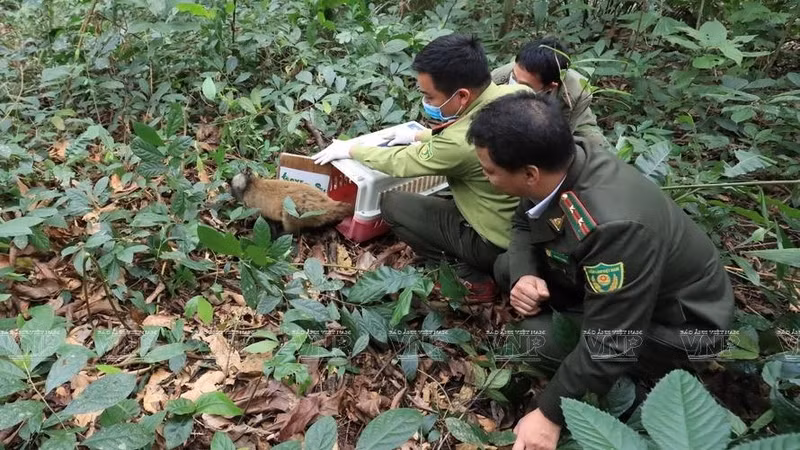 Cuc Phuong National Park officials participate in the re-release of wild animals following their rescue and treatment. (Photo: Vietnam Pictorial)
