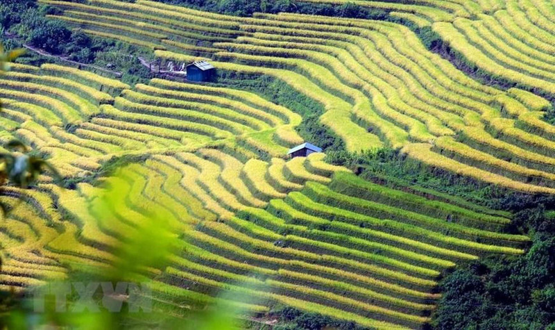 Glowing season in border areas of Lai Chau province 