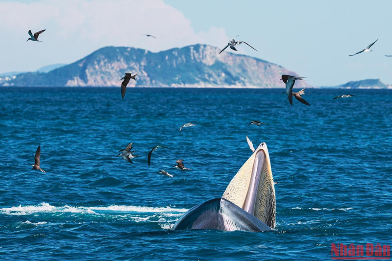 A blue whale forages in the waters near De Gi Beach in Phu Cat District, Binh Dinh Province. (Photo: NDO/Ngo Tran Hai An)