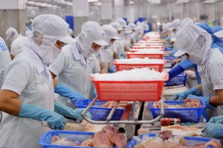 More than 90% of Tra fish (Pangasius hypophthalmus) available in the US market comes from Vietnam. (Photo: VNA)