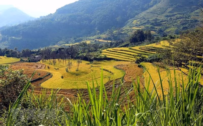 The terraced fields during the rice ripening season are beautiful like a mural amid the border area throughout the northwest region.