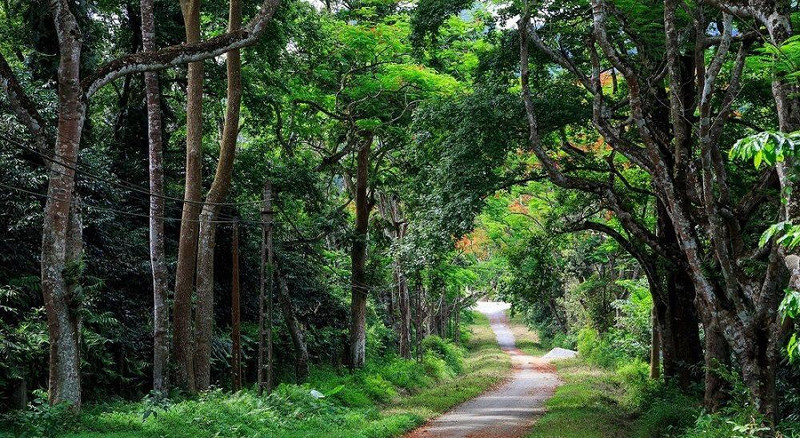 Vietnam’s Cuc Phuong park named Asia's Leading National Park (Photo: baotainguyenmoitruong.vn)