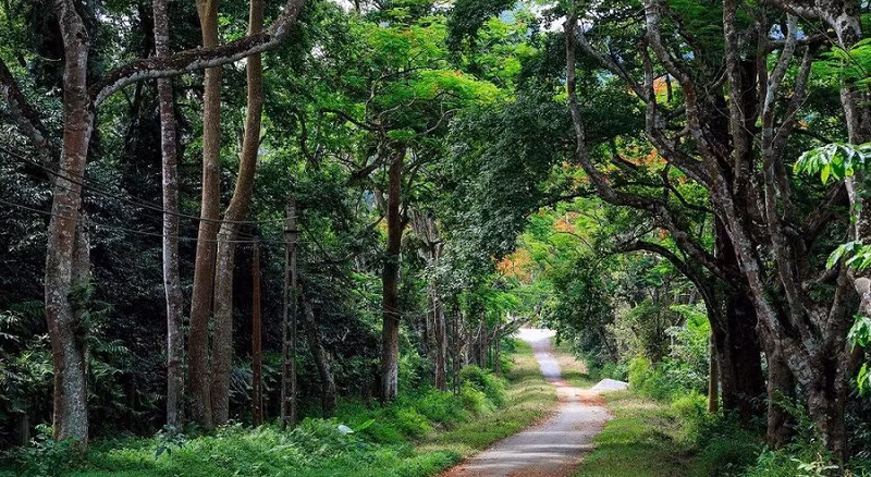 Vietnam’s Cuc Phuong park named Asia's Leading National Park (Photo: baotainguyenmoitruong.vn)